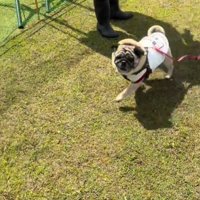 嬉しそうな犬