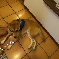 お姉ちゃんが慰めても、悲しげなお顔のまま