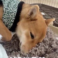 むちゃむちゃ…