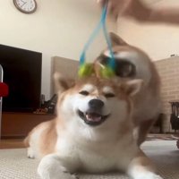 飛びかかる犬