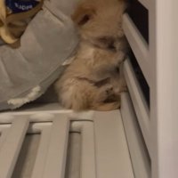 ブランちゃんの寝姿3