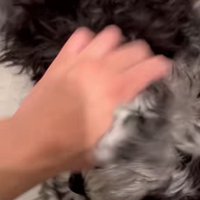 ひっくり返るテオくん