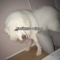抱き枕のそばに立つ犬