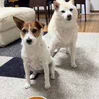 「ヨシ」と言った時の銀くんとエマちゃん2