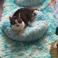 眠る子犬の近くでくつろぐキジ白猫