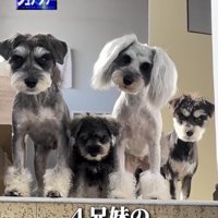 4匹で並ぶ犬たち