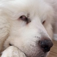 重そうなまぶたの犬