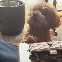 おばあちゃんを見るボムさん