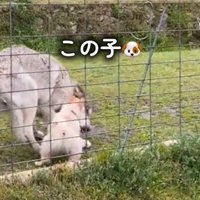 ウルフドッグに詰め寄るポメラニアン