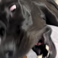 寝たまま口を開ける犬