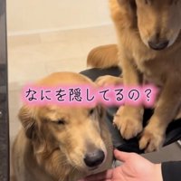 何かを隠しているゴールデンと母犬