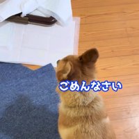 トイレシートが散乱！！