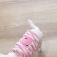 左右に揺れる子犬のしっぽ