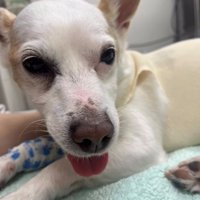 手術直後の犬の顔