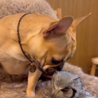 抗議するはっさくくん