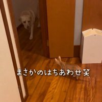部屋の入り口で見つめ合う犬と子猫