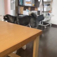 咥えたまま歩くコテツくん