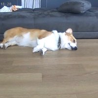 お留守番中のポムちゃん6