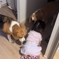 歓迎に加わるいさきくん