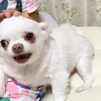 駄々をこね続けています