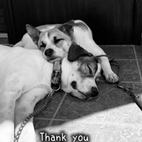 寄り添い合って眠る2頭の犬