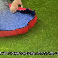水を入れたら怖がるかと思いきや…