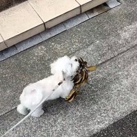 葉っぱを持つ犬2