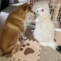 「おやすみなさい」