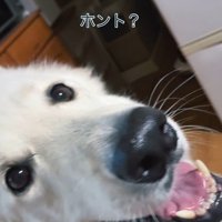 雷が鳴った時のリリーちゃん＆タンタンちゃん7