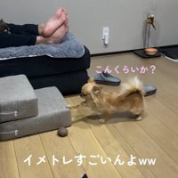 段差を登ろうとするのんちゃん4