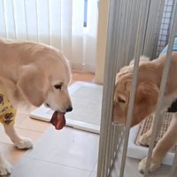 おやつを咥えながら、ケージの中にいる弟犬を見つめる姉犬