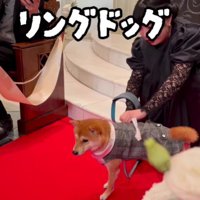ぶっつけ本番で…