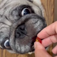 お目目を見開いてパクッ♪