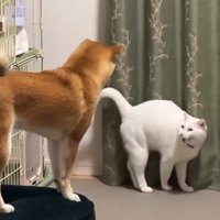 「どこ行くの？一緒に行く！」