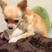 トイレットペーパーを守るジョルノちゃん8