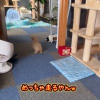 飛び跳ねながら老猫を追いかける子犬