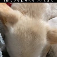 寄り添うわんこ
