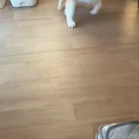 家の中を走り回る秋田犬