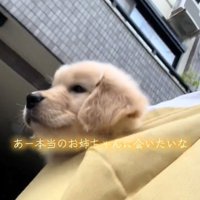 袋に入った犬