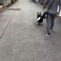 おじさんとお散歩中のルナちゃん