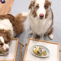 ご飯を前に待てする2匹