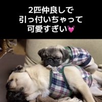 寝ている犬に寄り添う子犬
