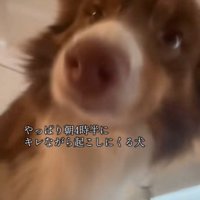 飼い主さんを起こすコロくん