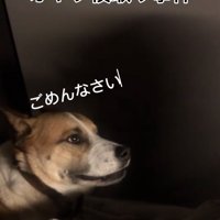 謝るサナくん