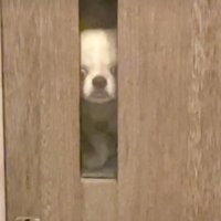 絶望する犬