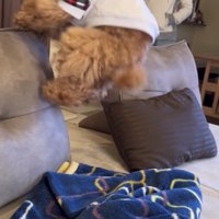 ソファに飛び乗る犬