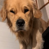 視線を逸らすゴールデンレトリバー