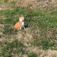 座り込んでお散歩拒否