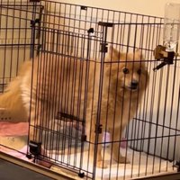スピッツかサモエドのよう…