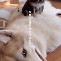 笑顔のサハラ砂漠ちゃん